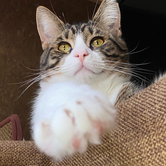 Meet your Posher, Dina - Picture 7 of 9